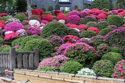 根津神社つつじ苑は9時30分から