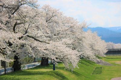 2022桜紀行 in 会津②美里町めぐり　中田観音堂・法用寺・伊佐美神社・向羽黒山城跡・左下り観音堂