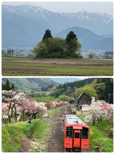 湧水と＊花桃＊の隠れ里へ♪　後編＜勝原（かどはら）花桃の里・越前大野・猫林＞