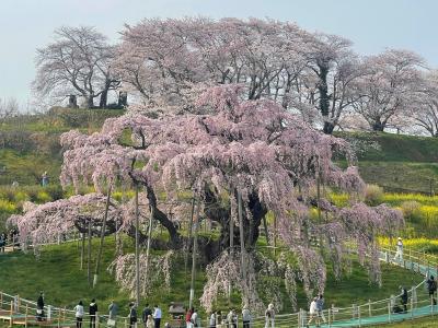 春旅　福島③　三春滝桜