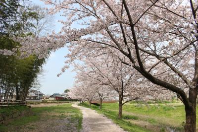 埼玉深谷・青淵公園の桜を歩いてみました。（ブラタモリのロケ地）
