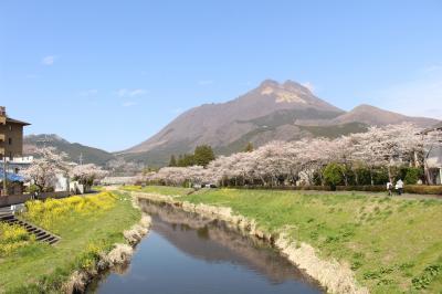 JAL どこかにマイルで熊本、大分の桜をめぐってみました。