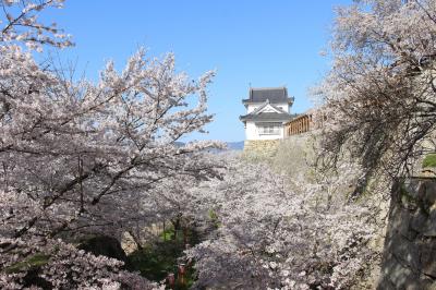 津山城と米子城跡の桜を見にいってみました。