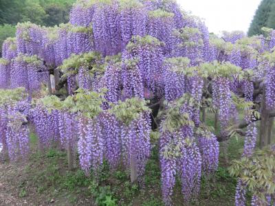 行ってきました。その1 足利フラワーパークの藤