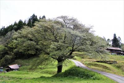 葉桜になった井川の1本桜を見た後長安本郷の八幡宮並木杉・三隅城跡・三隅神社訪問