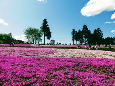 【2022年】　芝桜は満開です。武甲山が見えないからリベンジしちゃったよ！ 
