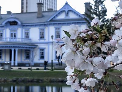 春旅　札幌も桜が咲きました！2022.4.23