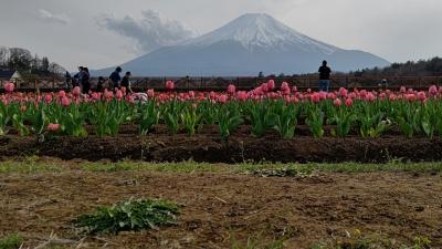山中湖花の都公園