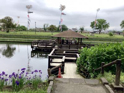 早水公園にアヤメを見に行ってみた