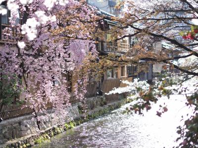 花の京都を巡る　祇園白川　蹴上インクライン　雲龍院