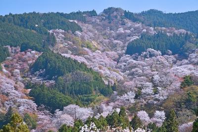 京都のお花見旅行２日目ー吉野山日帰りお花見