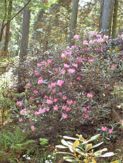 新緑の神戸森林植物園散策