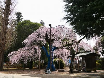 「普済寺」の枝垂れ桜_2022_3月31日は散り進み、見頃は過ぎてました（群馬県・館林市）