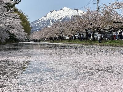 2022年　弘前公園桜満開