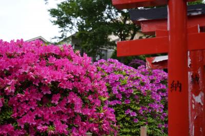 20220429-1 根津 躑躅が咲いてるってんで、早朝に根津神社…朝の6時やと、つつじ苑開いてへんのね。