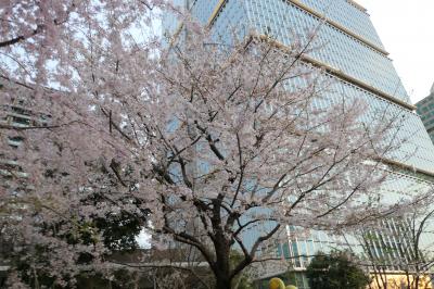 春のザ・プリンスギャラリー東京紀尾井町♪　Vol.14 ☆東京ガーデンテラス紀尾井町　美しい桜風景♪