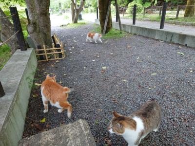 2022年4月　京都旅行　ウェスティン都ホテル泊まり　のらちゃんを探して　猫編