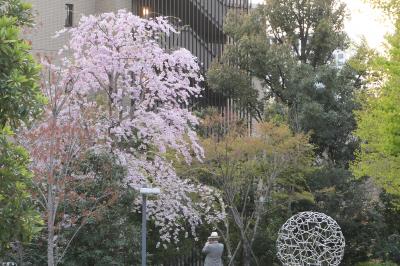 春のザ・プリンスギャラリー東京紀尾井町♪　Vol.15 ☆東京ガーデンテラス紀尾井町　美しい桜風景♪