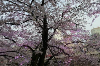 春のザ・プリンスギャラリー東京紀尾井町♪　Vol.16 ☆東京ガーデンテラス紀尾井町　美しい桜風景♪