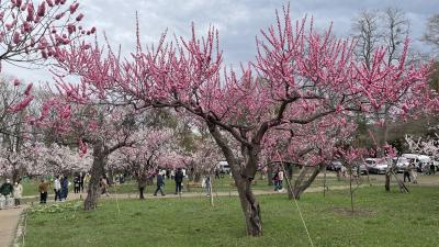 北海道神宮と円山公園の桜（2022年4月29日）