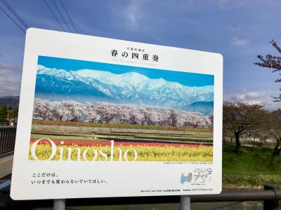 春旅´22桜前線北上とともに北陸・信州の旅～「入善フラワーロード」と「あさひ春の四重奏」