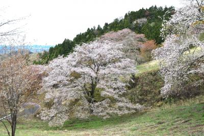 春旅　大子町の山桜と那珂市の八重桜と市貝町の芝桜