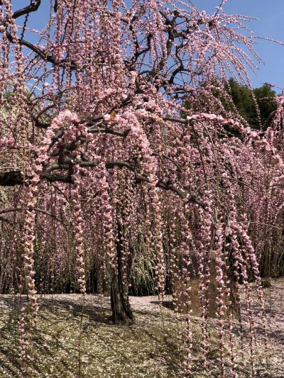 春旅　梅の花のシャワー