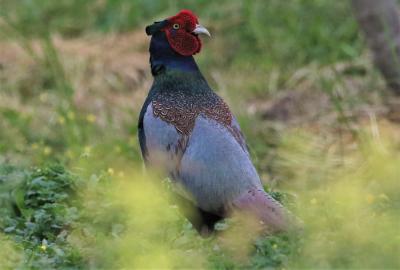 吉備路周辺野鳥観察・人生２度目の雉撮影がメインです。