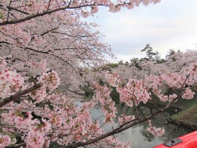 桜を追い掛けて　青森～函館へ（2）