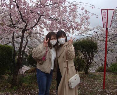 「大法師（おおぼし）さくら祭」＿山梨県南巨摩郡富士川町鰍沢２１７５