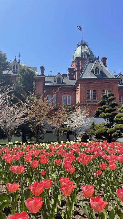 旧道庁と北海道大学の桜