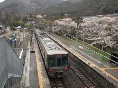 2022年4月、山中渓に桜を訪ねて