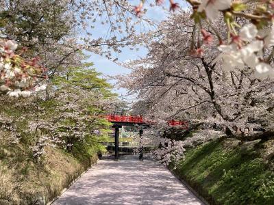弘前さくらまつり☆ピンク絨毯の花筏、弘前城のしだれ桜満開、ハートの桜