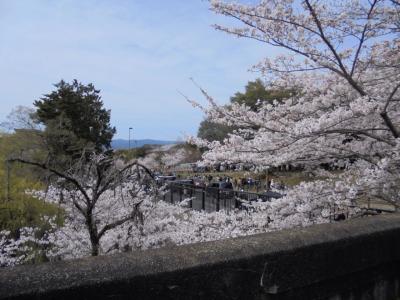 京都に桜を見に行こう