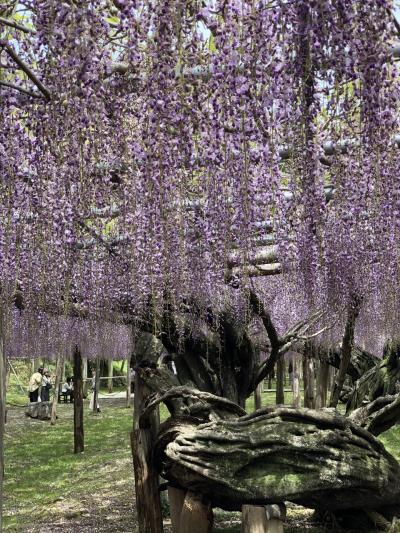 春旅　　桜が終わったら次は藤の花