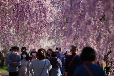 ブララブコー「喜多方はラーメンだけじゃない！春のおすすめ花見スポット♪ ～日中線しだれ桜並木～」