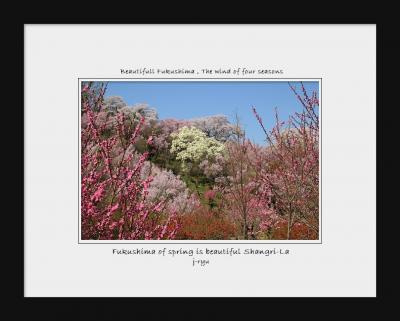 ◆百花繚乱～福島の桃源郷・花見山&#127800;花見山公園～花の谷