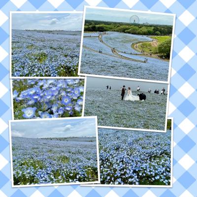 茨城ひたちなか探訪　①　ネモフィラブルー　青・青・青・・国営ひたち海浜公園