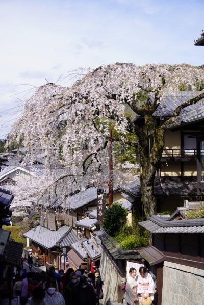 一大事だ！ご隠居！あ、の、piano の、野郎が、春爛漫、京の都で花見三昧だとさ、こんちくしょー！ー清水寺もろもろ編