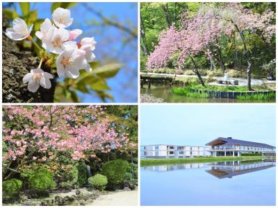 羽黒山の2446段*石段詣にレッツゴー。桜蘂降る*山形＆秋田の旅①鶴岡で田んぼに浮かぶホテルに泊まる