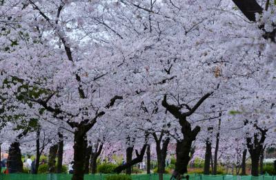 愛知県のさくら１００選の地を巡る　その１（鶴舞公園）