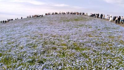 「ひたち海浜公園」ネモフィラと「ほしいも神社」＆「ほしいも列車」バス日帰りです