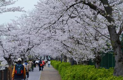 愛知県のさくら１００選の地を巡る　その２（山崎川 四季の道）