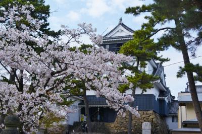 愛知県のさくら１００選の地を巡る　その３（岡崎公園）