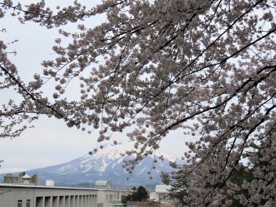 桜を追い掛けて　青森～函館へ（3）