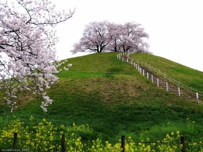 「丸墓山古墳」のサクラ_2022_4月1日は満開でした。でも曇天と強風で残念（埼玉県・行田市）