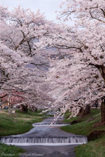 福島の桜めぐり2022