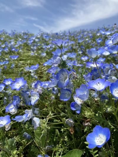 ネモフィラと藤の花を楽しみました。