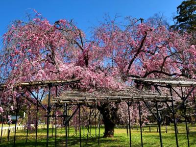 桜咲く京の春♪満開の斎王桜を雅に眺める、上賀茂神社にて。鶴屋吉信/春の和菓子＆天ぷら川辰♪♪
