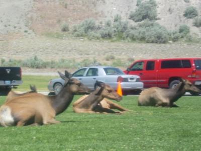 ワイオミング州 イエローストーン国立公園　－　マンモスで動物たちと遭遇